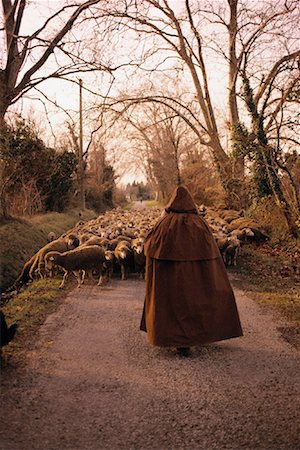 sheep back view - Back View of Shepherd Leading Sheep on Road Provence, France Stock Photo - Rights-Managed, Code: 700-00029161