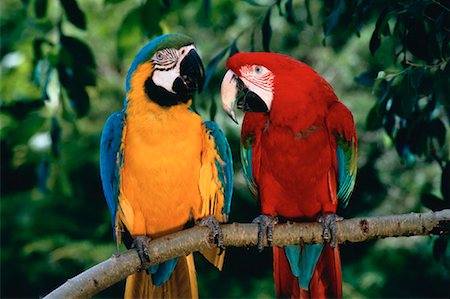 Blue and Gold Macaw with Green-Winged Macaw Stock Photo - Rights-Managed, Code: 700-00029271