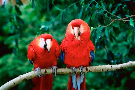 Scarlet Macaws Stock Photo - Rights-Managed, Code: 700-00029272