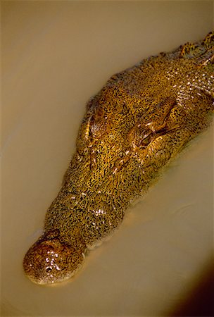 Jumping Crocodile Adelaide River, Australia Stock Photo - Rights-Managed, Code: 700-00029397