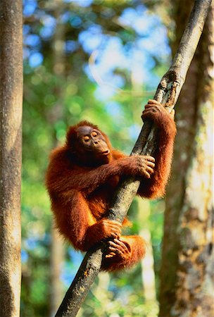 Orangutan Climbing Tree Sarawak, Malaysia Foto de stock - Con derechos protegidos, Código: 700-00029403