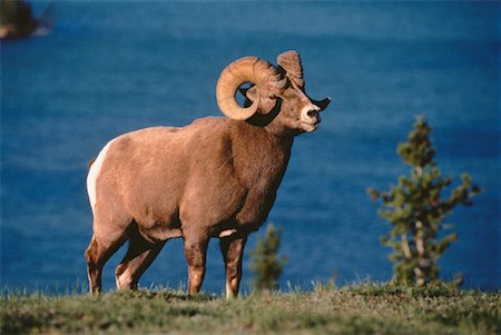 Bighorn Sheep Rocky Mountains, Jasper National Park, Alberta, Canada Foto de stock - Con derechos protegidos, Código: 700-00029580