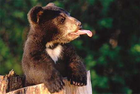 Black Bear Cub Sticking Out Tongue Alberta, Canada Foto de stock - Con derechos protegidos, Código: 700-00029582