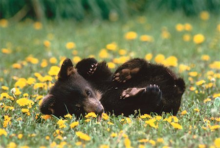 sich herumwälzen - Black Bear Cub liegen im Bereich von Alberta, Kanada Stockbilder - Lizenzpflichtiges, Bildnummer: 700-00029583