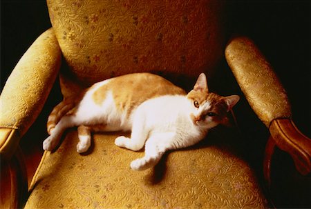 simsearch:700-05389498,k - Portrait of Cat Lying on Chair Foto de stock - Con derechos protegidos, Código: 700-00029774