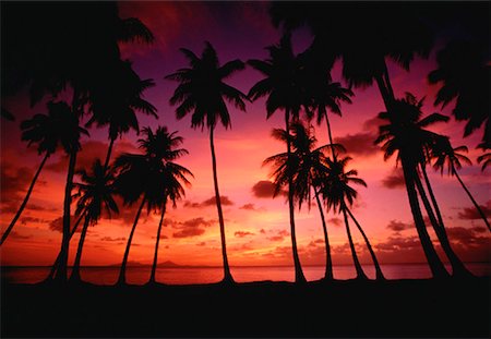 simsearch:700-00027532,k - Silhouette of Palm Trees at Dusk Chuck Lagoon, Micronesia Foto de stock - Con derechos protegidos, Código: 700-00029969