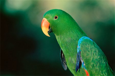 south american animal - Portrait of Eclectus Parrot Stock Photo - Rights-Managed, Code: 700-00029998