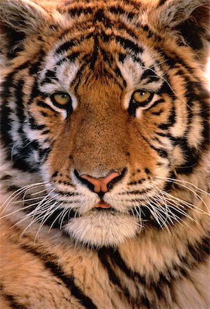 simsearch:614-02985426,k - Portrait of Siberian Tiger Stock Photo - Rights-Managed, Code: 700-00029990