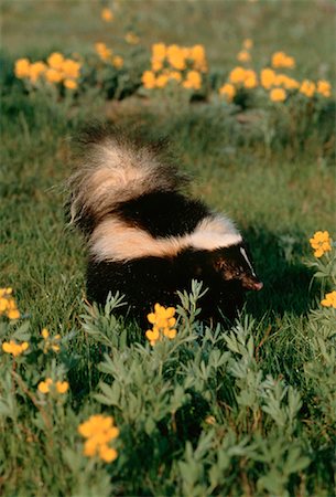 Striped Skunk in Field Alberta, Canada Foto de stock - Direito Controlado, Número: 700-00029991