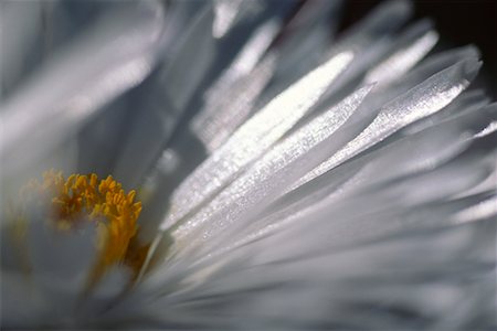 Détail de l'Afrique du Sud Mesembryanthemum Photographie de stock - Rights-Managed, Code: 700-00020038