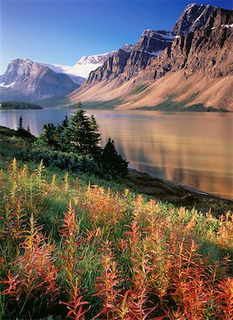 Schmalblättriges Weidenröschen im Herbst Crowfoot Berg- und Bow Lake-Banff-Nationalpark, Alberta, Kanada Stockbilder - Lizenzpflichtiges, Bildnummer: 700-00020078