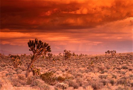 désert de mojave - Joshua Tree at Sunset East désert des Mojaves en Californie, USA Photographie de stock - Rights-Managed, Code: 700-00020523