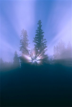 simsearch:700-00181770,k - Arbres dans le brouillard près de Prince George British Columbia, Canada Photographie de stock - Rights-Managed, Code: 700-00021317