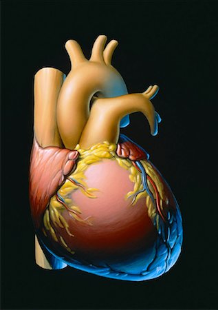 simsearch:700-00037198,k - Illustration of the Heart Stock Photo - Rights-Managed, Code: 700-00021488