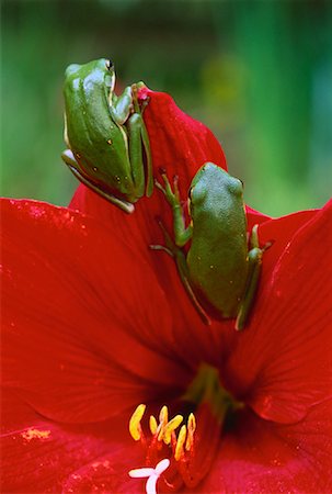 Close-Up of Green Tree Frogs on Amaryllis Foto de stock - Direito Controlado, Número: 700-00021621
