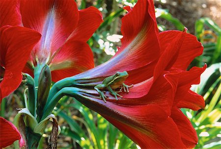 Green Tree Frog on Amaryllis Foto de stock - Con derechos protegidos, Código: 700-00021622