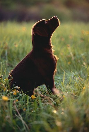 simsearch:700-00022245,k - Labrador Retriever Puppy Sitting In Field Foto de stock - Con derechos protegidos, Código: 700-00021898