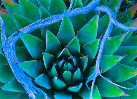 daryl benson usa - Close-Up of Agavaceae Cactus Arizona, USA Stock Photo - Rights-Managed, Code: 700-00021981