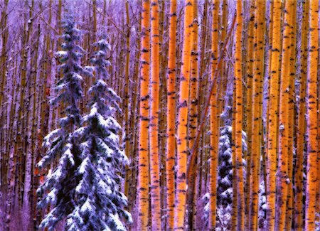 simsearch:700-00514954,k - Peupliers et chutes de neige fraîche près d'Edson, Alberta, Canada Photographie de stock - Rights-Managed, Code: 700-00021990