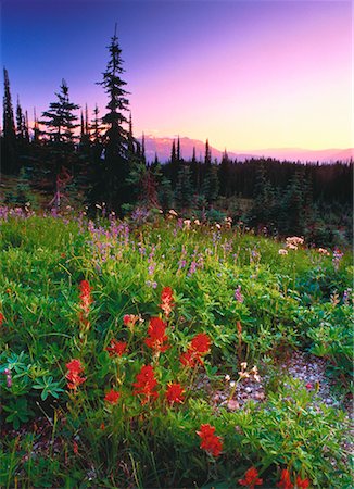 rockies and flowers - Indian Paintbrush and Lupins Mount Revelstoke British Columbia, Canada Stock Photo - Rights-Managed, Code: 700-00021991