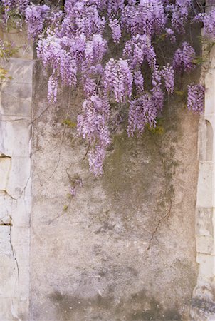 Glycine fleurs suspendus au mur de Pierre Photographie de stock - Rights-Managed, Code: 700-00022085