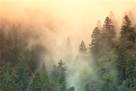 sonoma valley - Trees and Mist Sugarloaf Ridge State Park Sonoma Valley, California, USA Foto de stock - Direito Controlado, Número: 700-00022113