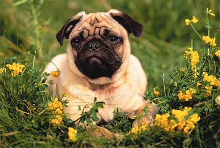 pug nobody - Portrait of Pug Puppy Lying in Field Stock Photo - Rights-Managed, Code: 700-00022245