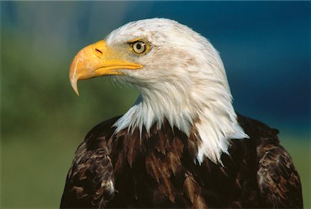 simsearch:841-03872726,k - Voir le profil:: aigle chauve (Alberta), Canada Photographie de stock - Rights-Managed, Code: 700-00022264