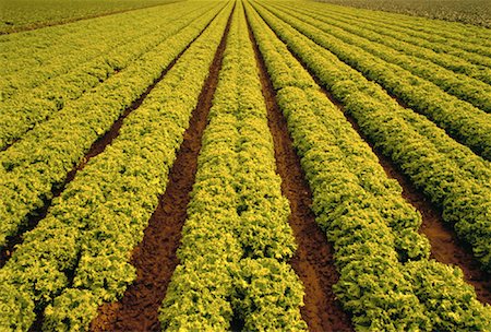 simsearch:700-00153498,k - Blatt Kopfsalat Feld Salinas Valley, Kalifornien, USA Stockbilder - Lizenzpflichtiges, Bildnummer: 700-00022262