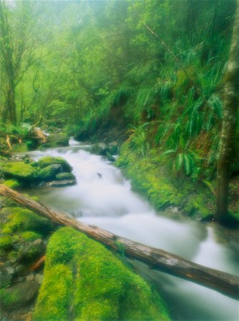 Rushing River Willamette National Forest Oregon, USA Stock Photo - Rights-Managed, Code: 700-00022331