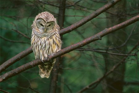 Portrait de barrée Owl parc de la Gatineau, Québec, Canada Photographie de stock - Rights-Managed, Code: 700-00022501