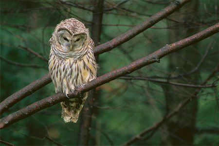 Portrait of Barred Owl Gatineau Park, Quebec, Canada Stock Photo - Rights-Managed, Code: 700-00022501