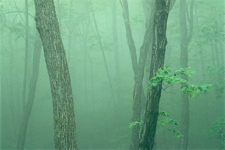 Maple Forest and Fog Gatineau Park, Quebec, Canada Foto de stock - Con derechos protegidos, Código: 700-00022502