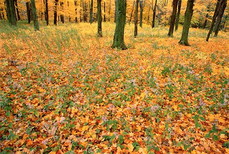 fall foliage in quebec - Autumn Leaves from Heart Shaped Asters and Sugar Maples, Gatineau Park, Quebec, Canada Stock Photo - Rights-Managed, Code: 700-00022503