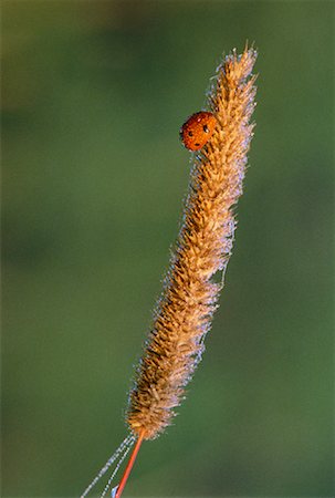 Close-Up of Ladybird Beetle on Flower Spike of Timothy Grass Gatineau Park, Quebec, Canada Foto de stock - Con derechos protegidos, Código: 700-00022575