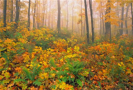 Maple Forest in Autumn Gatineau Park, Quebec, Canada Foto de stock - Con derechos protegidos, Código: 700-00022576