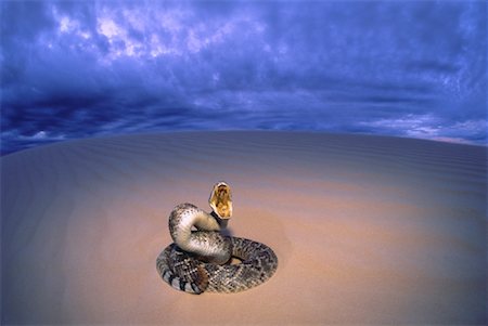 snake teeth - Rattlesnake in Desert with Stormy Sky Stock Photo - Rights-Managed, Code: 700-00022580