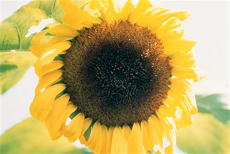 den kopf hängen lassen - Nahaufnahme der Sonnenblume Stockbilder - Lizenzpflichtiges, Bildnummer: 700-00022986