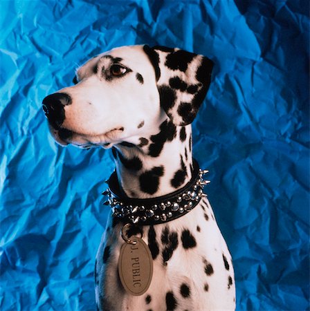 dalmation side view - Portrait of Dalmatian Stock Photo - Rights-Managed, Code: 700-00023017