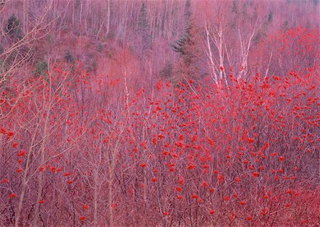 Mountain Ash Berries Gaspe, Quebec, Canada Stock Photo - Rights-Managed, Code: 700-00023029