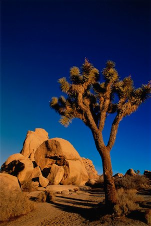 simsearch:700-00009328,k - Joshua Tree National Park at Sunset California, USA Stock Photo - Rights-Managed, Code: 700-00023207