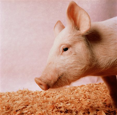 simsearch:700-03621436,k - Profil von Schwein Stockbilder - Lizenzpflichtiges, Bildnummer: 700-00023305