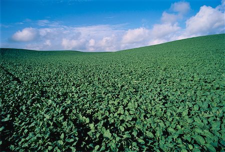 simsearch:700-00067147,k - Canola Field  in Leaf Stage Austin, Manitoba, Canada Stock Photo - Rights-Managed, Code: 700-00023754