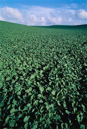 simsearch:700-00067147,k - Canola Field  in Leaf Stage Austin, Manitoba, Canada Stock Photo - Rights-Managed, Code: 700-00023755