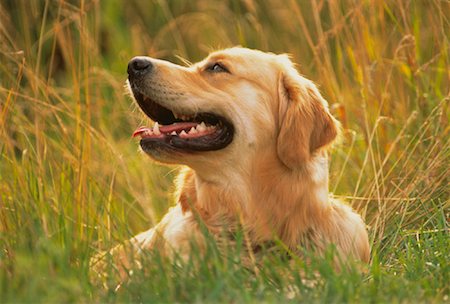 Golden Retriever Lying in Tall Grass Stock Photo - Rights-Managed, Code: 700-00023820