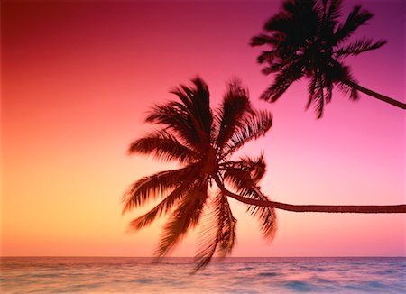 simsearch:700-00023926,k - Silhouette of Palm Trees by Ocean at Sunset Maldive Islands, Indian Ocean Foto de stock - Con derechos protegidos, Código: 700-00023923