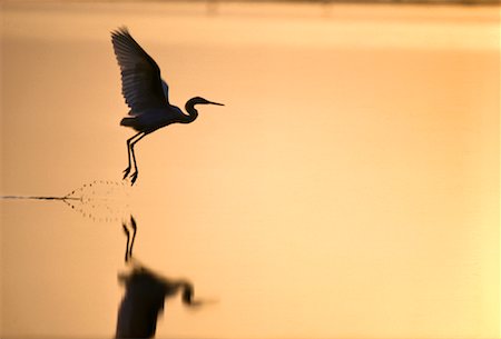Aigrette au coucher du soleil Bahamas, Etats-Unis Photographie de stock - Rights-Managed, Code: 700-00034544
