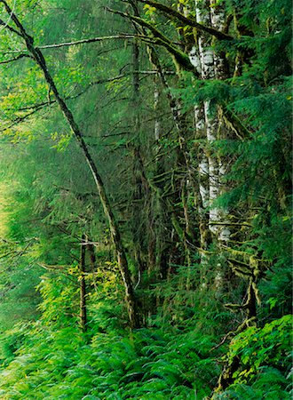 Coastal Rainforest Moresby Island Queen Charlotte îles Colombie Britannique, Canada Photographie de stock - Rights-Managed, Code: 700-00034650