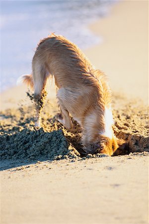 puerto rico beach - Dog Digging on Beach Puerto Rico Stock Photo - Rights-Managed, Code: 700-00034724