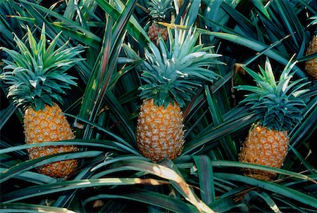 simsearch:700-00024352,k - Pineapples Maui, Hawaii Foto de stock - Con derechos protegidos, Código: 700-00035453